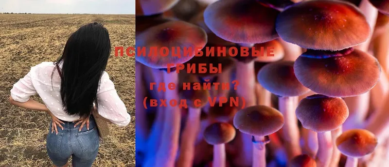 Псилоцибиновые грибы Psilocybine cubensis  Верхняя Тура 